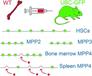 Stem Cell Defect in Ubiquitin‐Green Fluorescent Protein Mice Facilitates Engraftment of Lymphoid‐Primed Hematopoietic Stem Cells